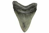 Fossil Megalodon Tooth - South Carolina #264560-1